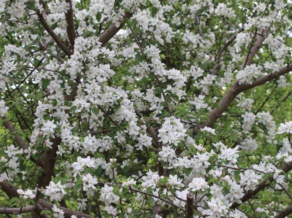 Apple Blossoms3